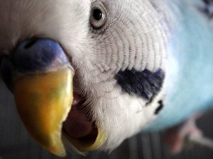 687474703a2f2f7777772e7a6f6f636c75622e72752f6174746163682f3233342e6a7067