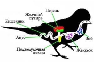 opishevarenie